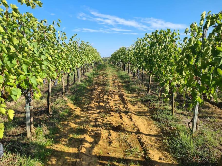 Montepulciano - La Casetta Del Pian Delle Noci Acquaviva  Zewnętrze zdjęcie