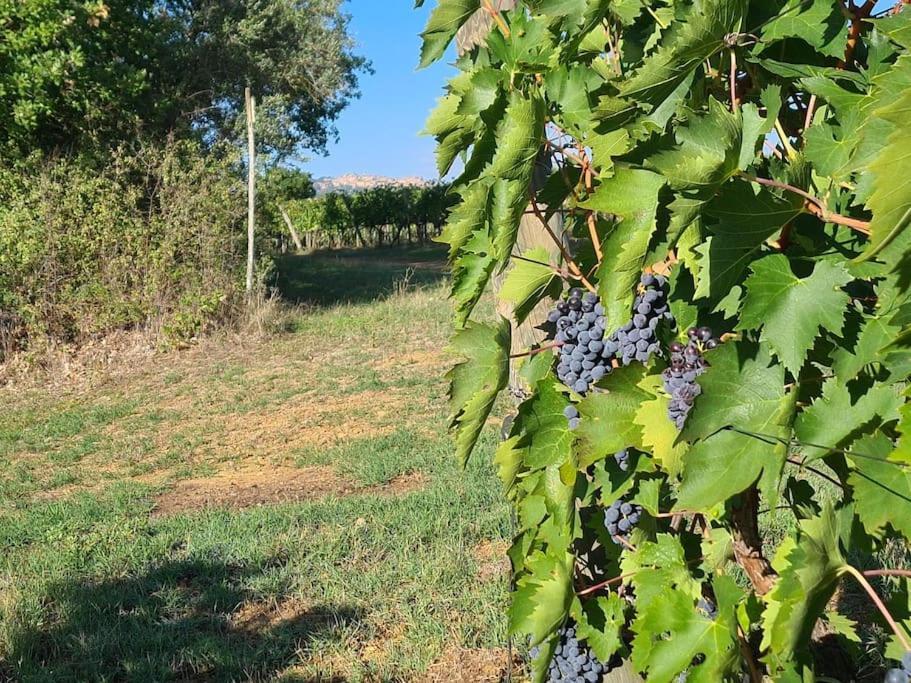 Montepulciano - La Casetta Del Pian Delle Noci Acquaviva  Zewnętrze zdjęcie