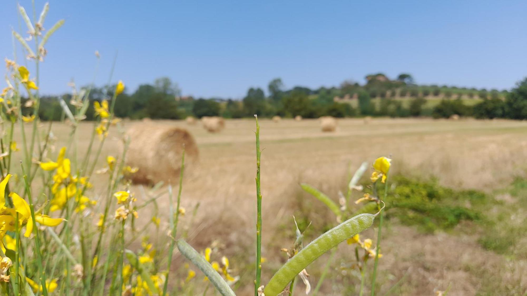 Montepulciano - La Casetta Del Pian Delle Noci Acquaviva  Zewnętrze zdjęcie